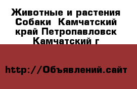 Животные и растения Собаки. Камчатский край,Петропавловск-Камчатский г.